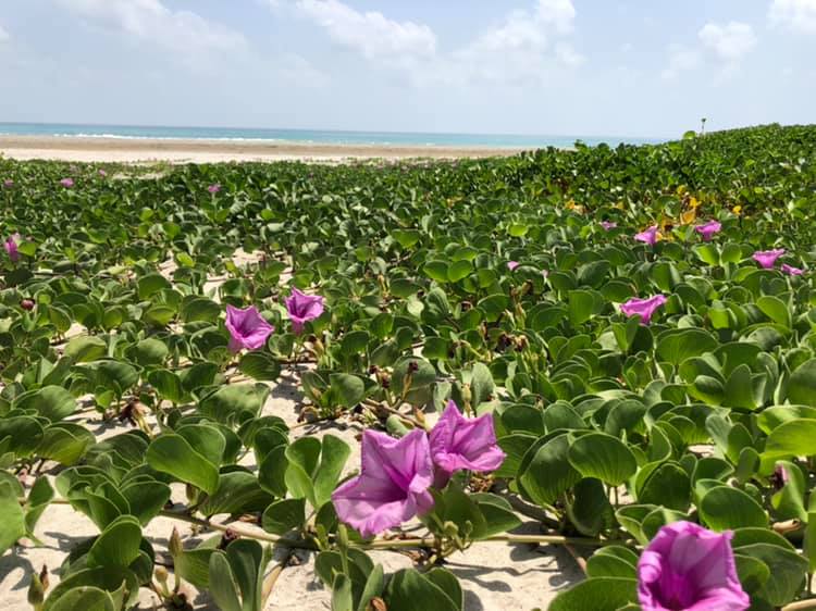 Salalah March 2019 